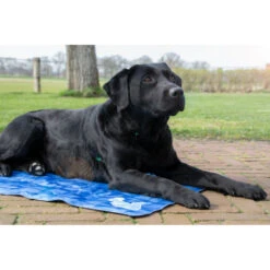 Coolpets Premium Koelmat M 8 Coolpets Premium Koelmat M -Honden Benodigdheden 1002984 3