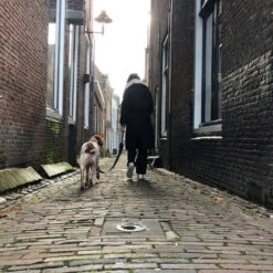 Trailstone Dog Leash 9 Trailstone Dog Leash -Honden Benodigdheden 1005529 4