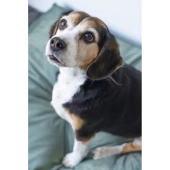 Designed By Lotte Ligkussen Fluweel Nalino Groen -Honden Benodigdheden 1017101 3