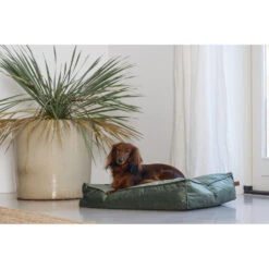 Designed By Lotte Ligkussen Nalino Hond Groen -Honden Benodigdheden 1031626 3