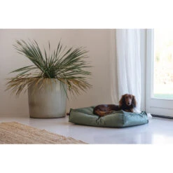 Designed By Lotte Ligkussen Nalino Hond Groen -Honden Benodigdheden 1031626 5