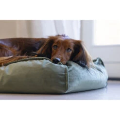 Designed By Lotte Ligkussen Nalino Hond Groen -Honden Benodigdheden 1031626 6