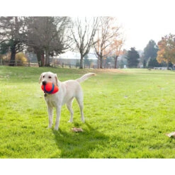 Chuckit! Chuckit Fumble Fetch Small -Honden Benodigdheden 1033093 2