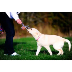 Chuckit! Chuckit Ultra Toss Medium -Honden Benodigdheden 1033117 3