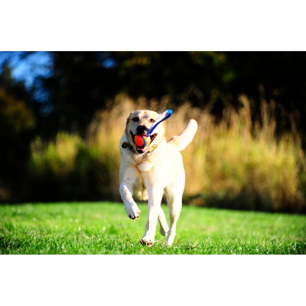 Chuckit! Chuckit Ultra Tug Large 5 Chuckit! Chuckit Ultra Tug Large - Afbeelding 3