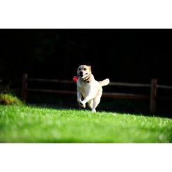 Chuckit! Chuckit Ultra Tug Large 9 Chuckit! Chuckit Ultra Tug Large -Honden Benodigdheden 1033119 4