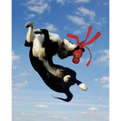 Kong Wubba XL -Honden Benodigdheden 704359 2