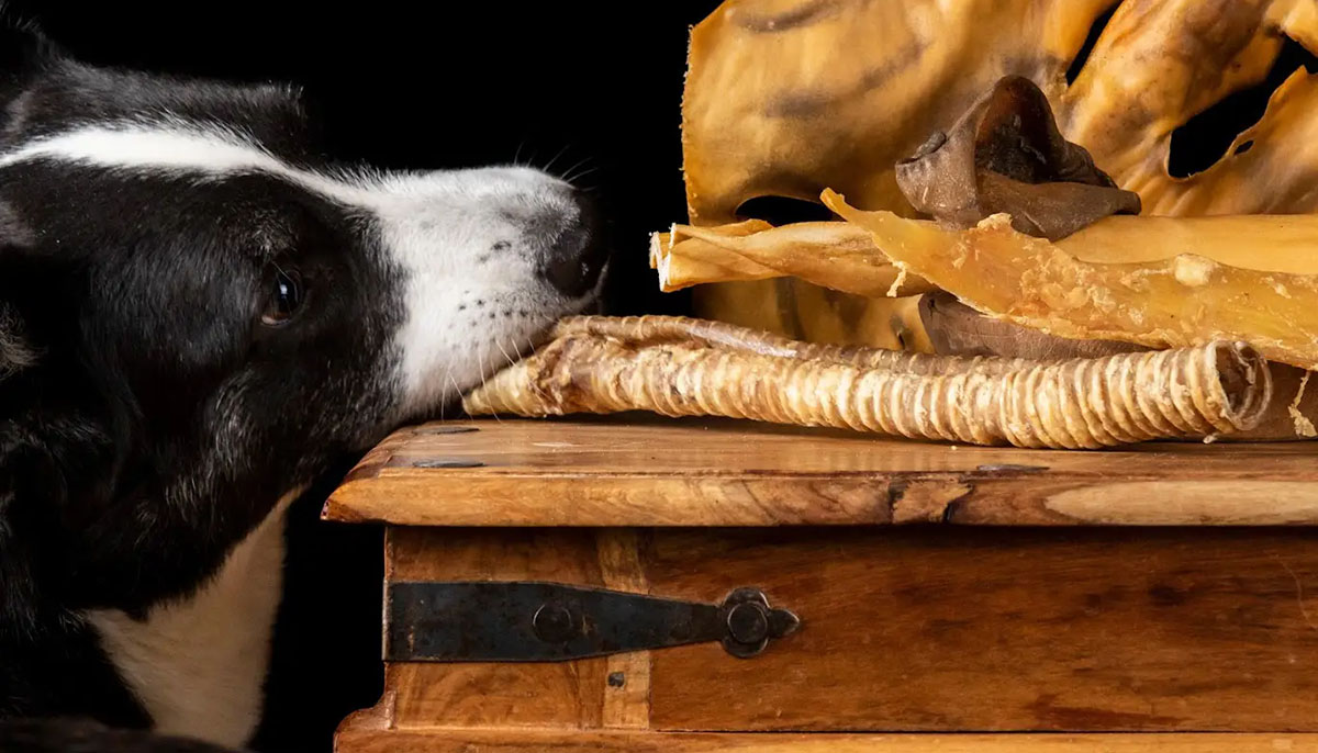 Honden Benodigdheden 18 Honden Benodigdheden -Honden Benodigdheden 1