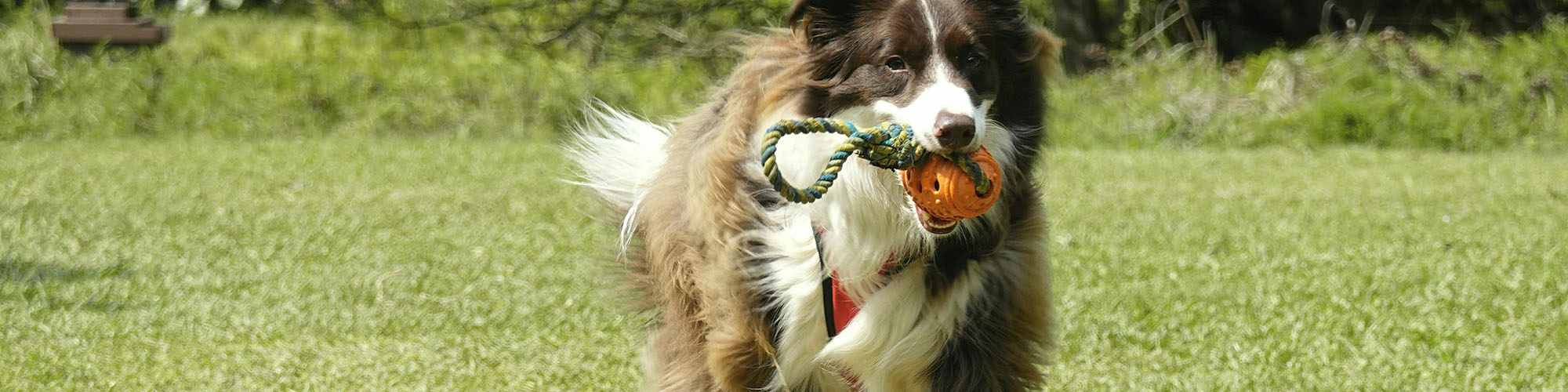 Honden Benodigdheden 3 Honden Benodigdheden -Honden Benodigdheden 6